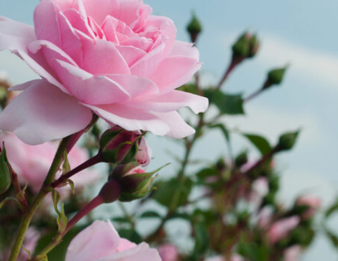 Roses