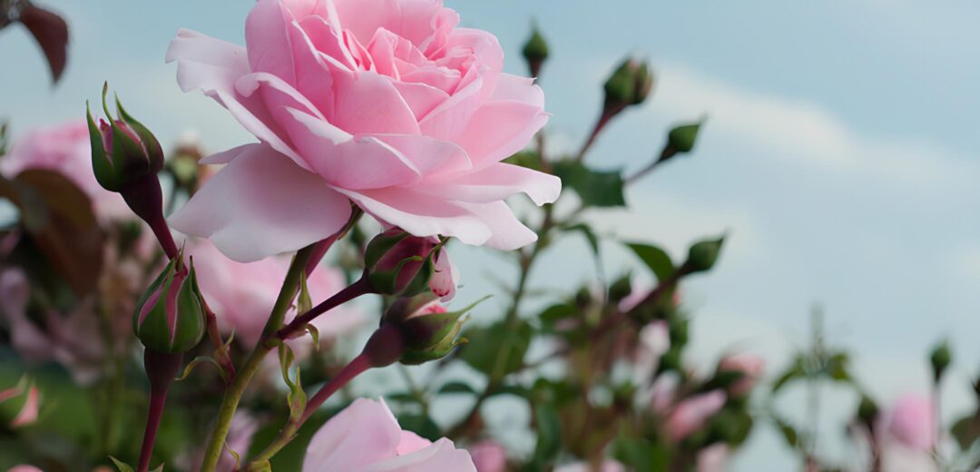 La rose de Centifolia Galimard