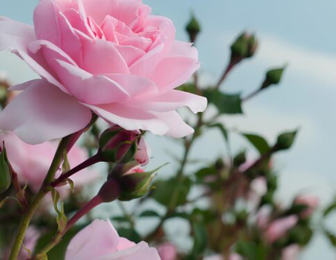 La rose de Centifolia Galimard