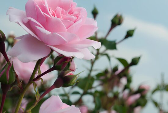 La rose de Centifolia Galimard