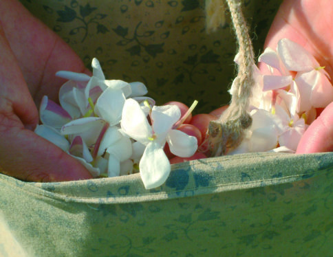 Ramassage du jasmin à Grasse - Galimard