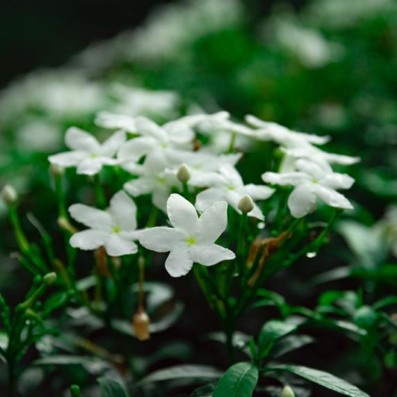 Le jasmin à Grasse - Galimard