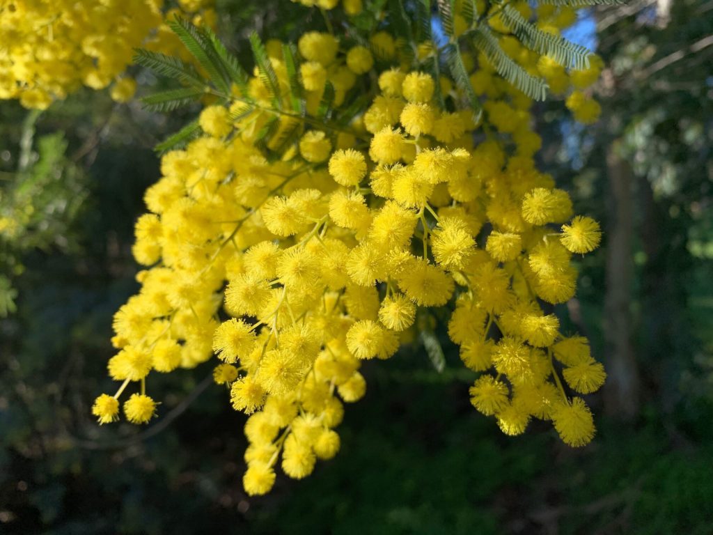 Parfumeur Galimard - mimosa