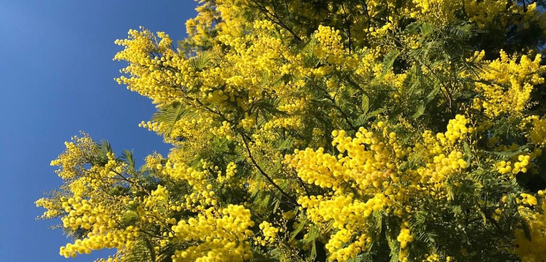 Parfumeur Galimard - saison du mimosa à grasse