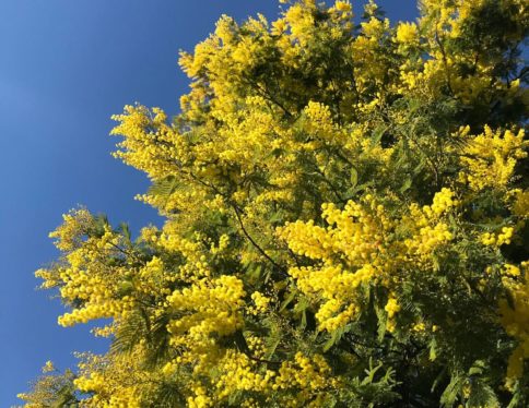 Parfumeur Galimard - saison du mimosa à grasse