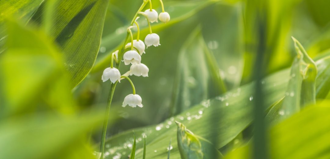 Lily of the Valley Details about   Language of Flowers 