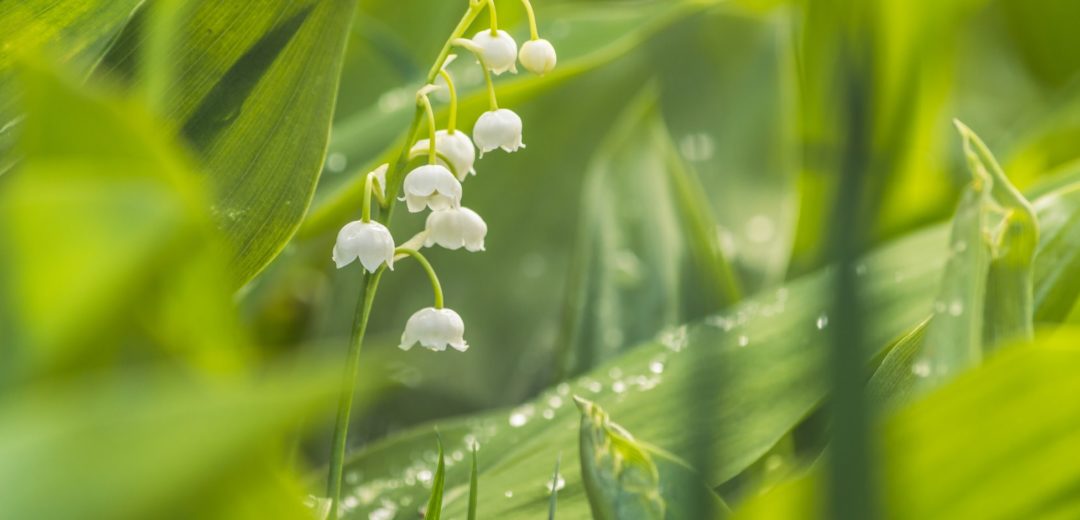 Parfumeur Galimard - muguet à grasse