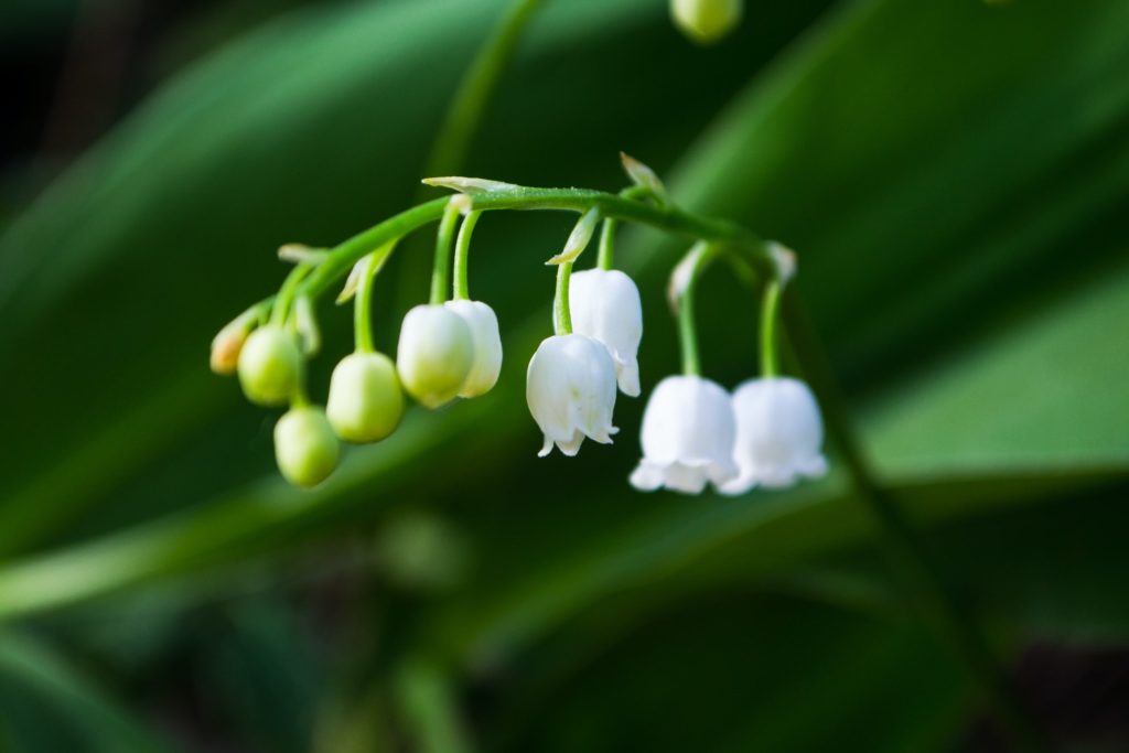 Parfumeur Galimard - muguet, symbole de mai