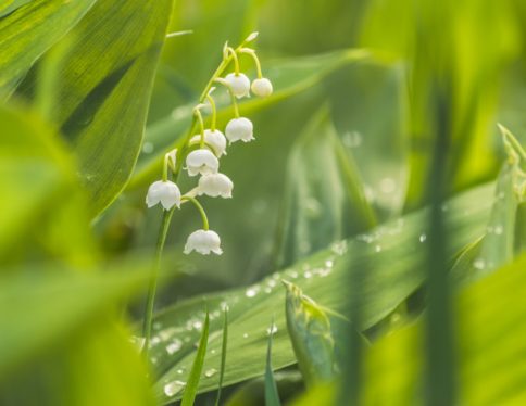 Parfumeur Galimard - muguet à grasse