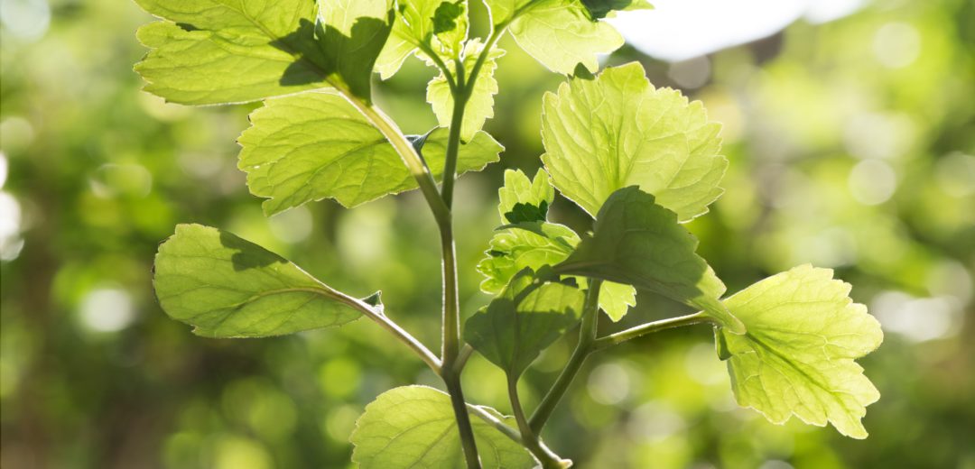 Feuilles vertes de Patchouli