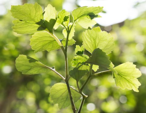 Feuilles vertes de Patchouli