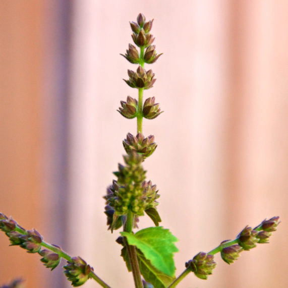 Fleurs patchouli