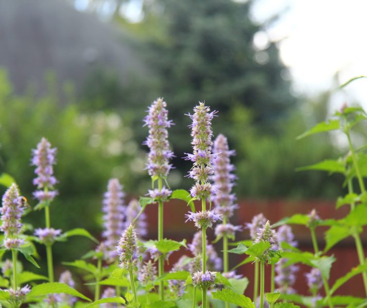 Fleurs de Patchouli