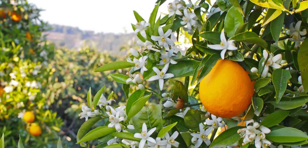 La fleur d'oranger