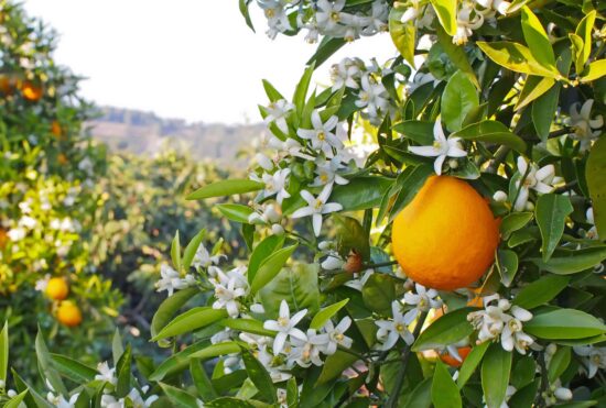 La fleur d'oranger