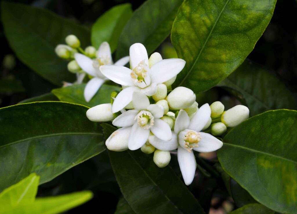 Des fleurs d'oranger