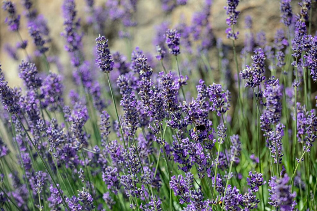 La lavanda angustifolia avec Galimard