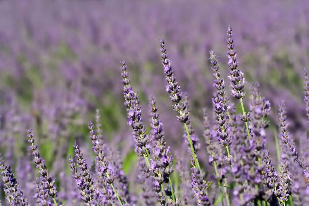 La lavanda intermedia avec Galimard