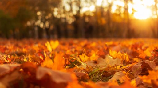 Une photo d'une forêt en automne