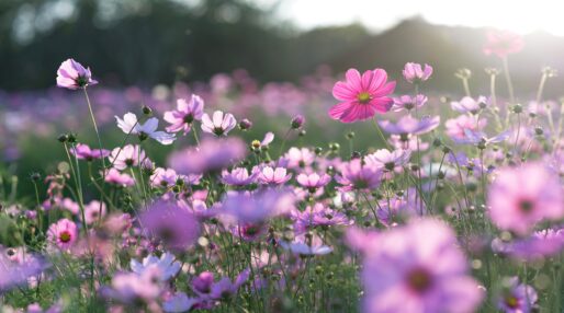 Une photo d'un champ de fleur au printemps