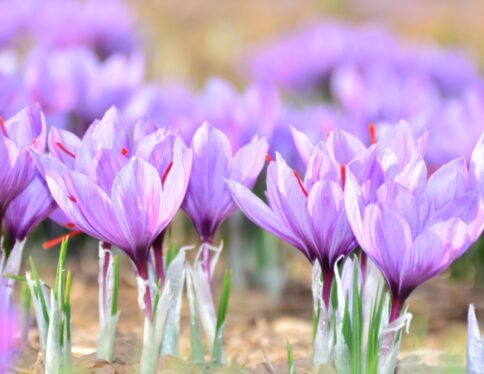 Fleurs de safran violettes