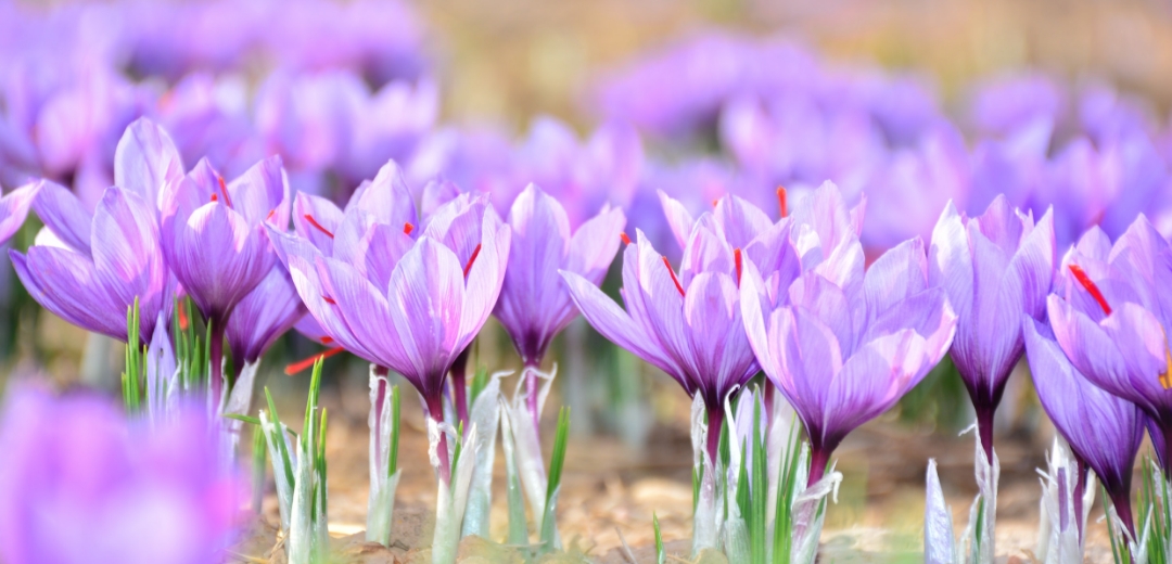 Fleurs de safran violettes