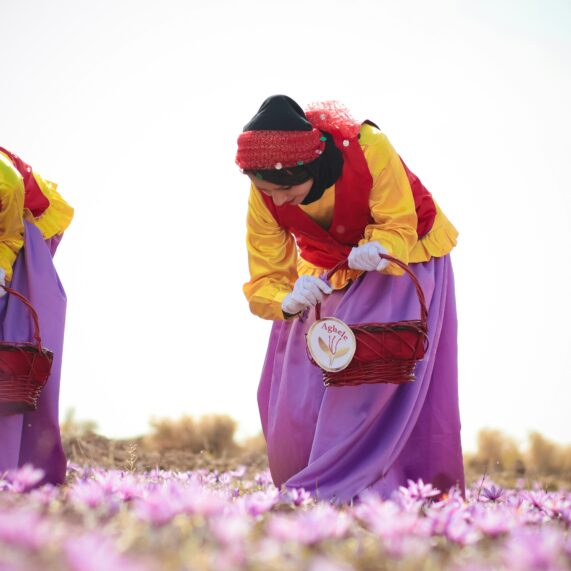 Récolte du safran sous forme de fleurs