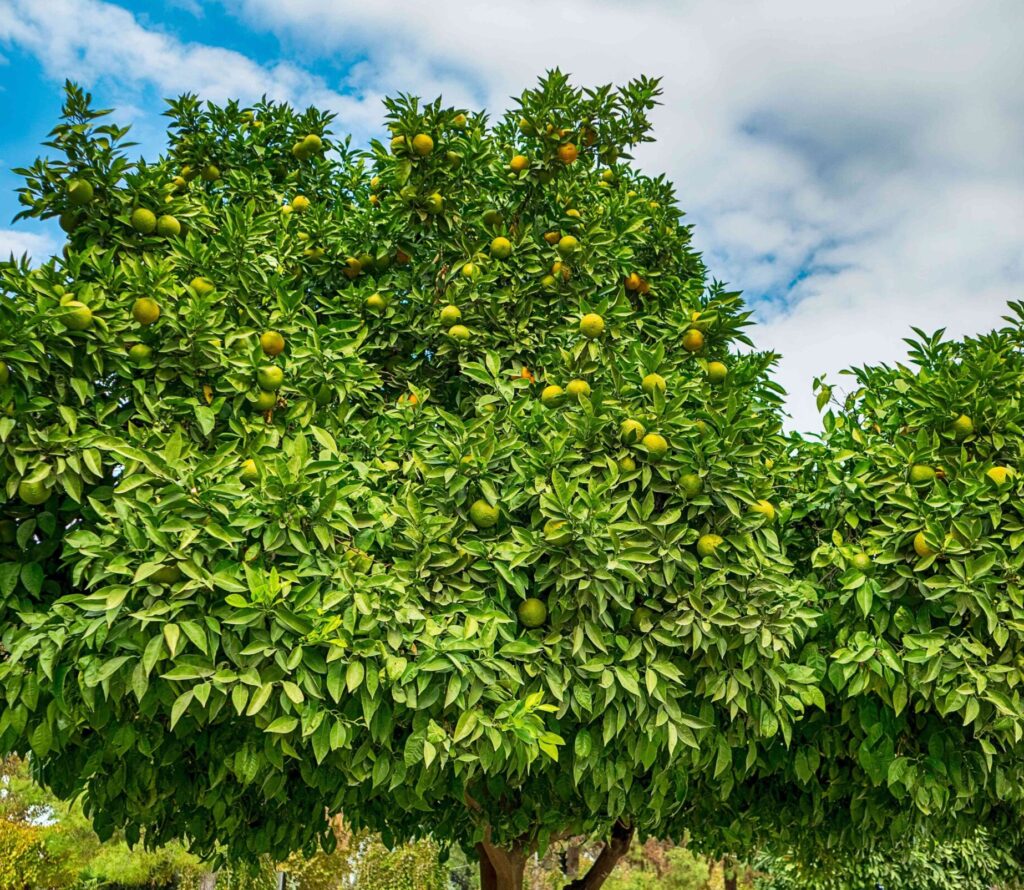 Un arbre de bigaradier