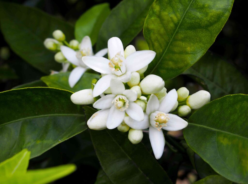 Des fleurs d'oranger